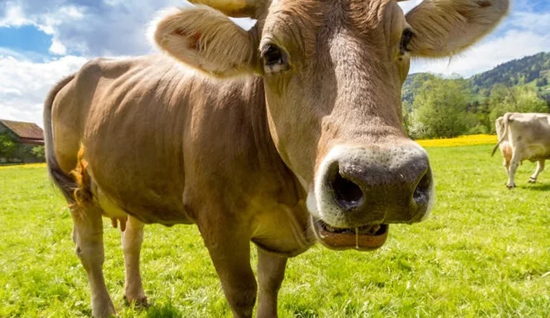 Wendell Berry said it best when he said that “eating is an agricultural act.” Our mission is to change the food system by providing a healthy, fresh alternative to industrial food.