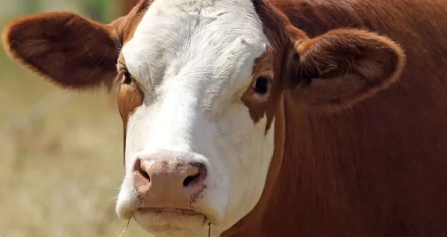 We grow fresh, organic produce using clean methods that protect nature, healthy food.