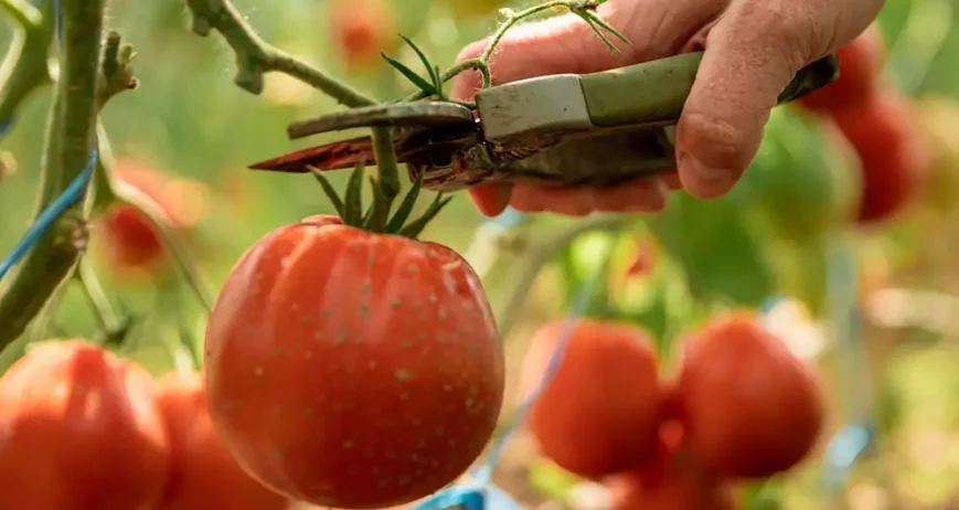 We grow fresh, organic produce using clean methods that protect nature, healthy food.