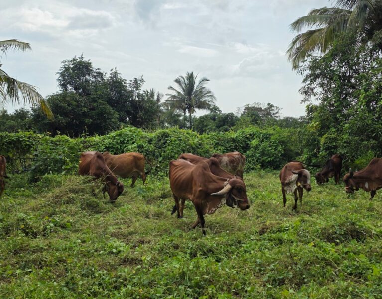 Our Farm