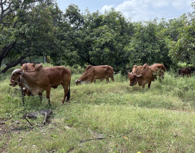 Our Farm