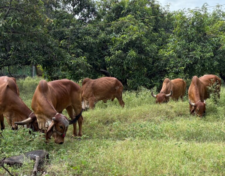 Our Farm