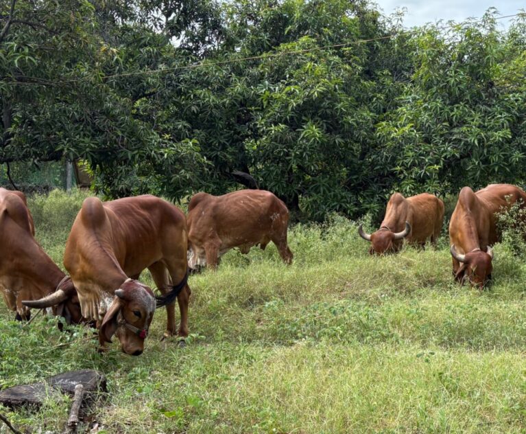 Why the Gir Forest Ecosystem is Important for Gir Cows?