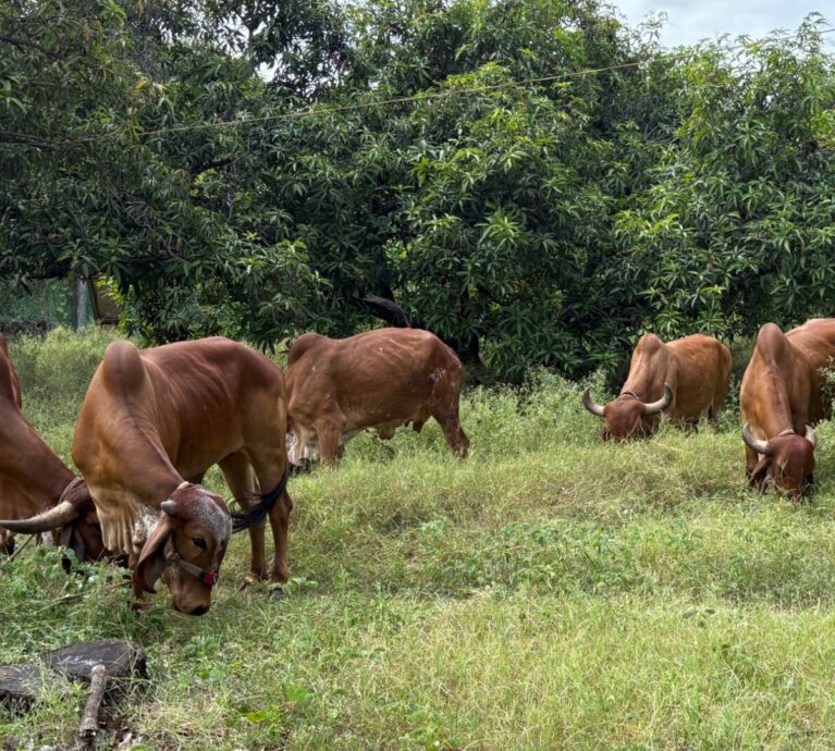 Why the Gir Forest Ecosystem is Important for Gir Cows?