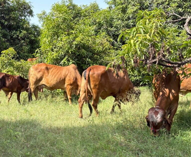 Ayurvedic Ghee: A Sacred Fat in Indian Tradition