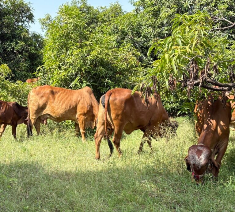 Ayurvedic Ghee: A Sacred Fat in Indian Tradition