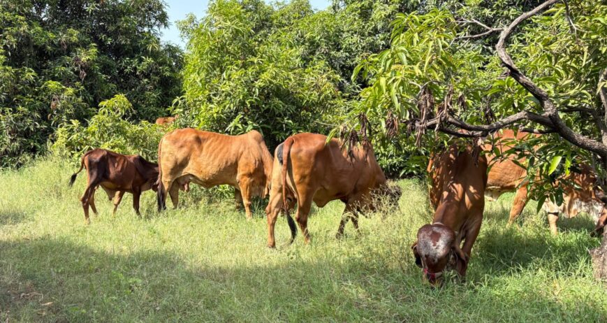 Ayurvedic Ghee: A Sacred Fat in Indian Tradition