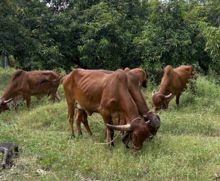 Benefits of A2 Ghee: Why It Is Considered a Superior Natural Fat