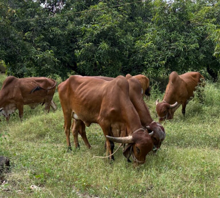 Benefits of A2 Ghee: Why It Is Considered a Superior Natural Fat