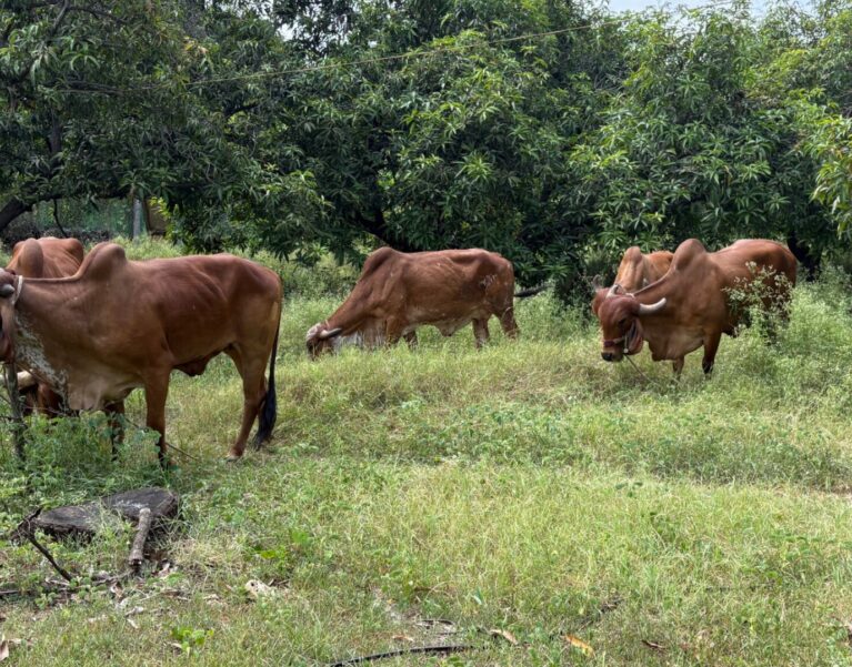 Our Farm