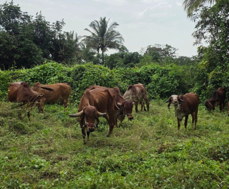 What is A2 Milk and A2 Ghee?