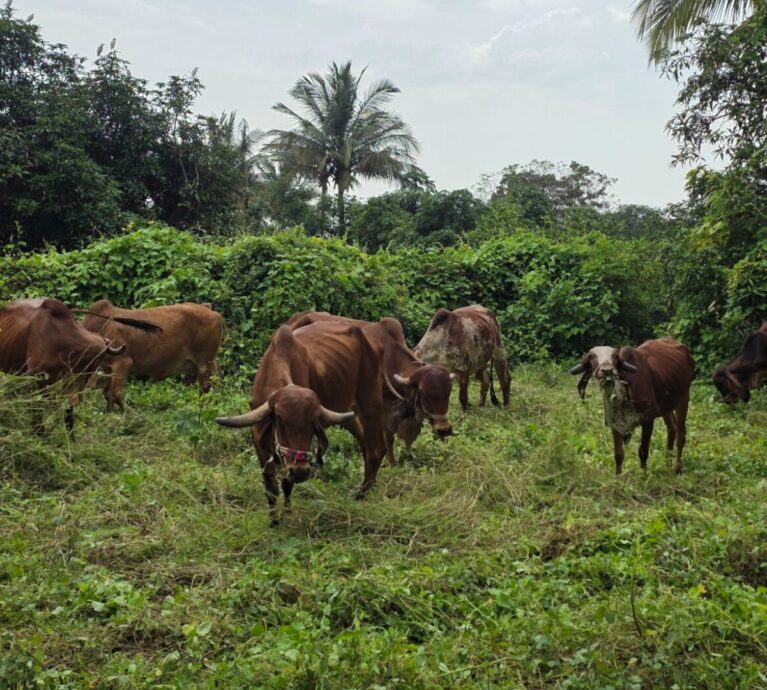 What is A2 Milk and A2 Ghee?