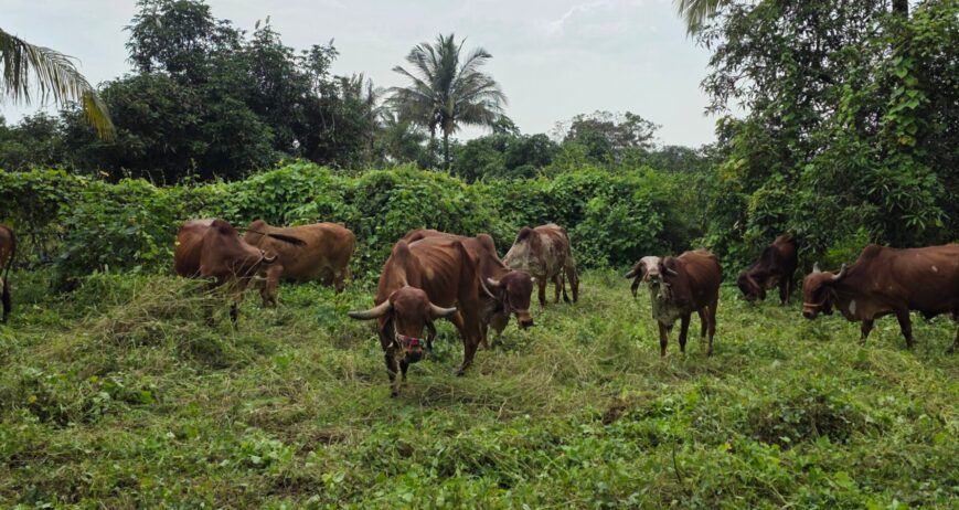 What is A2 Milk and A2 Ghee?